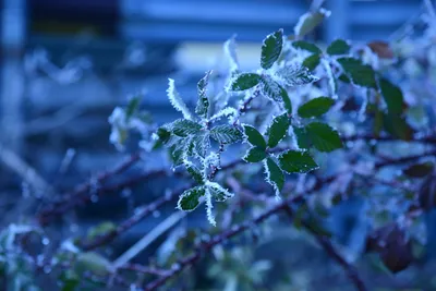 DSC_0978 (Large).JPG